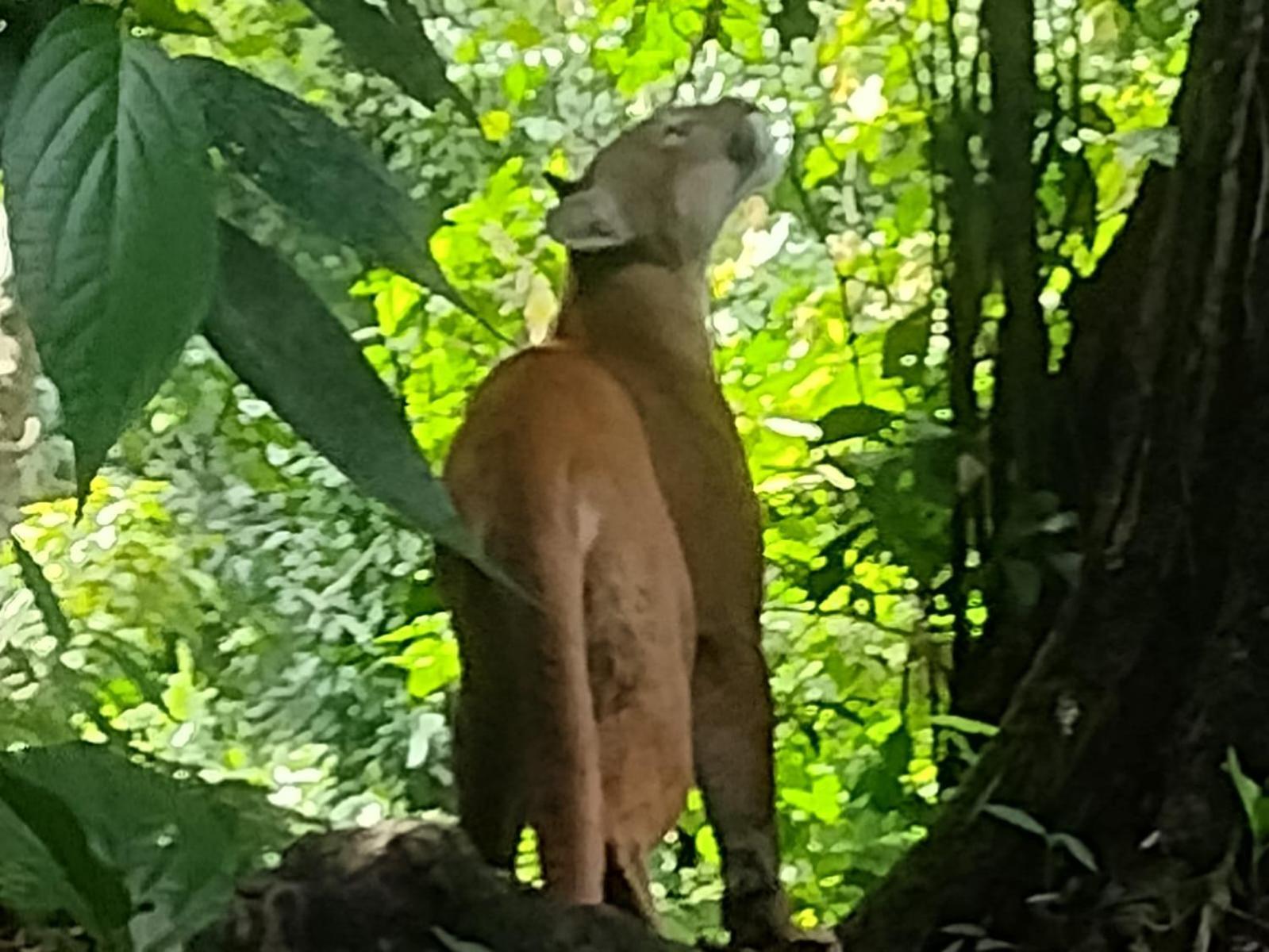 Отель Bella Vista Corcovado Драке Экстерьер фото